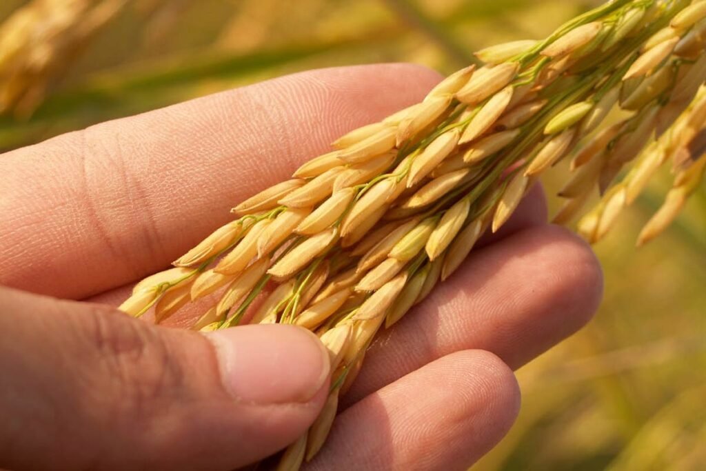 rice
