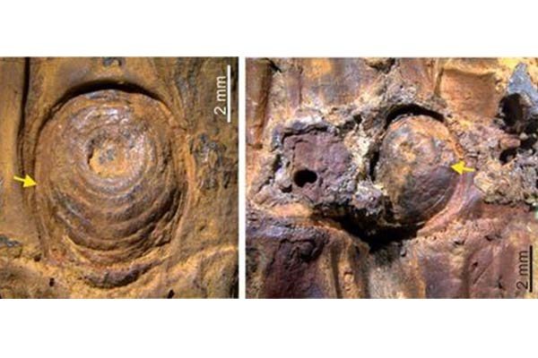 मणिपुर के 37 हज़ार साल पुराने बांस ने एशिया के हिमयुग का रहस्य खोला