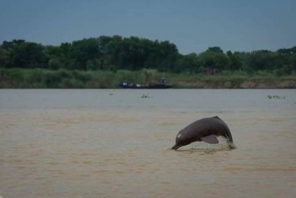 Estimation-Riverine-and-Estuarine-Dolphins-in-India