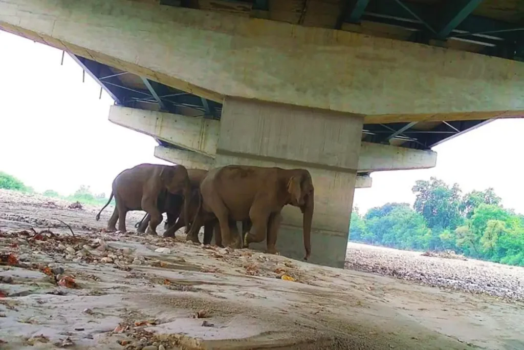 एनएचएआई और डब्ल्यूआईआई के अध्ययन में दिल्ली-देहरादून आर्थिक गलियारे पर वन्यजीव संरक्षण उपायों की प्रभावशीलता पर प्रकाश डाला गया है