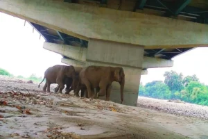 एनएचएआई और डब्ल्यूआईआई के अध्ययन में दिल्ली-देहरादून आर्थिक गलियारे पर वन्यजीव संरक्षण उपायों की प्रभावशीलता पर प्रकाश डाला गया है